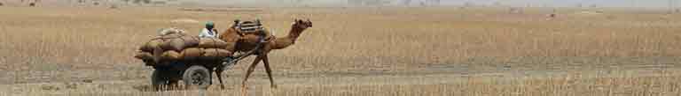 CamelCart.jpg