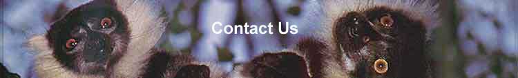 Contact-lemurs.jpg Contact-lemurs.jpg